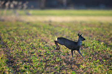 Reh Naturfotografie.Tiere in freier Wildbahn. Deutschland. 2026
