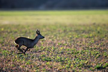 Reh Naturfotografie.Tiere in freier Wildbahn. Deutschland. 2026